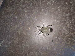 Pentatomidae