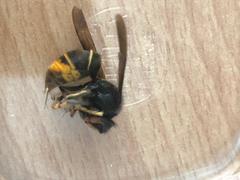 Vespa velutina nigrithorax