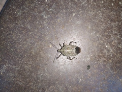 Pentatomidae