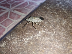 Pentatomidae