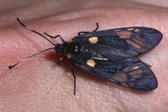 Trypanophora