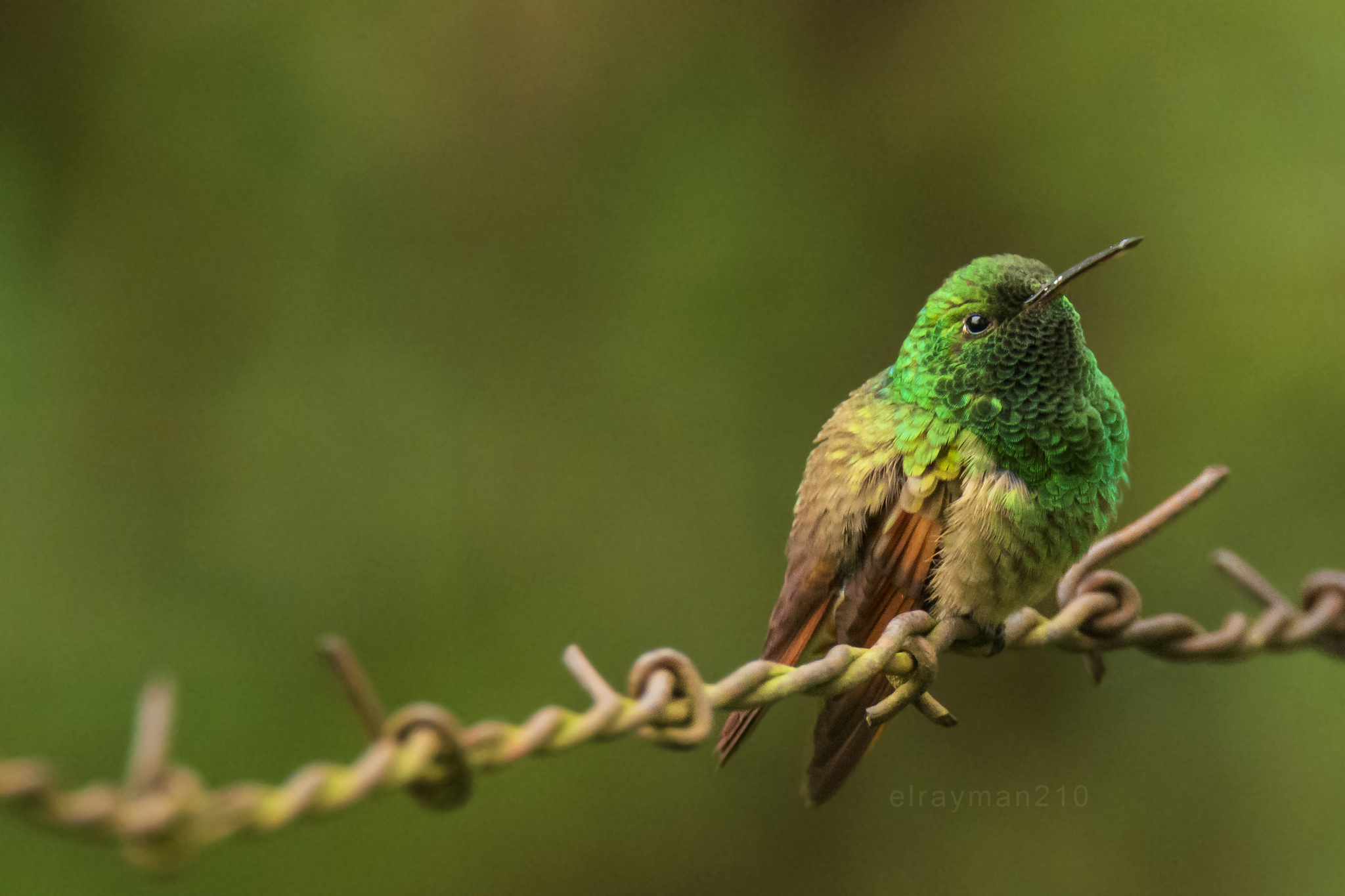 berylline hummingbird