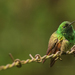 Berylline Hummingbird - Photo (c) Ricardo Arredondo T., some rights reserved (CC BY-NC), uploaded by Ricardo Arredondo T.