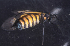 Trypanophora
