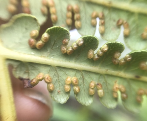 Cibotium menziesii