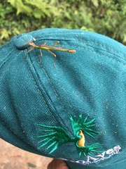 Damasippus