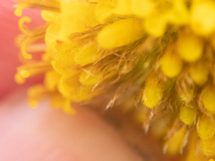 Arnica lanceolata prima