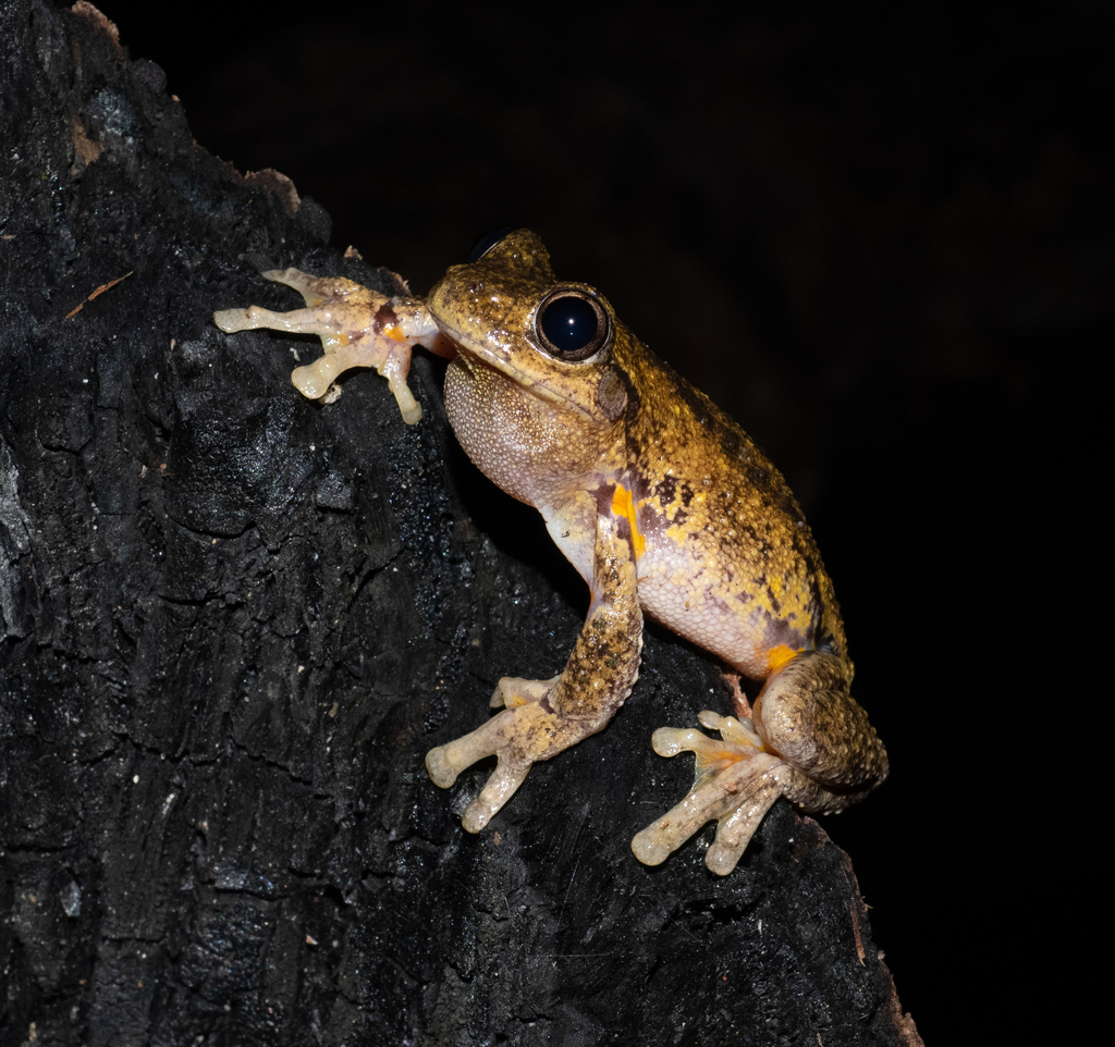 Peron's Laughing Tree Frog (Pengilleyia peronii)