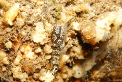 Botryllus