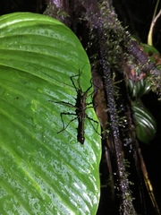 Verophasmatodea