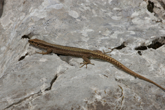 Iberolacerta horvathi