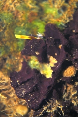 Chelonaplysilla violacea