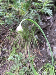 Allium nutans