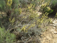 Struthiola eckloniana