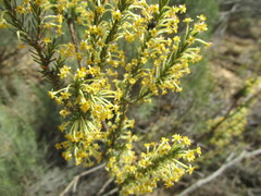 Struthiola eckloniana
