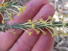 Struthiola eckloniana