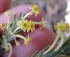 Struthiola eckloniana