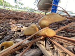 Laccaria trichodermophora