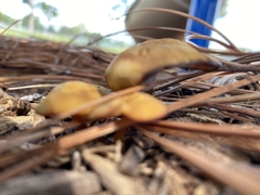Laccaria trichodermophora