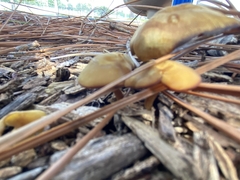 Laccaria trichodermophora