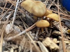 Laccaria trichodermophora