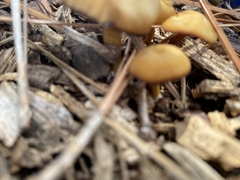 Laccaria trichodermophora