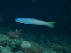 Ptereleotris microlepis
