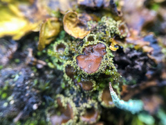 Psoroma hypnorum
