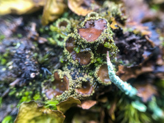 Psoroma hypnorum