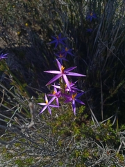 Calectasia intermedia