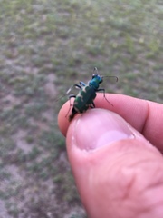 Cicindela coerulea nitida
