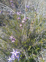 Calectasia intermedia
