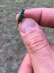 Cicindela coerulea nitida