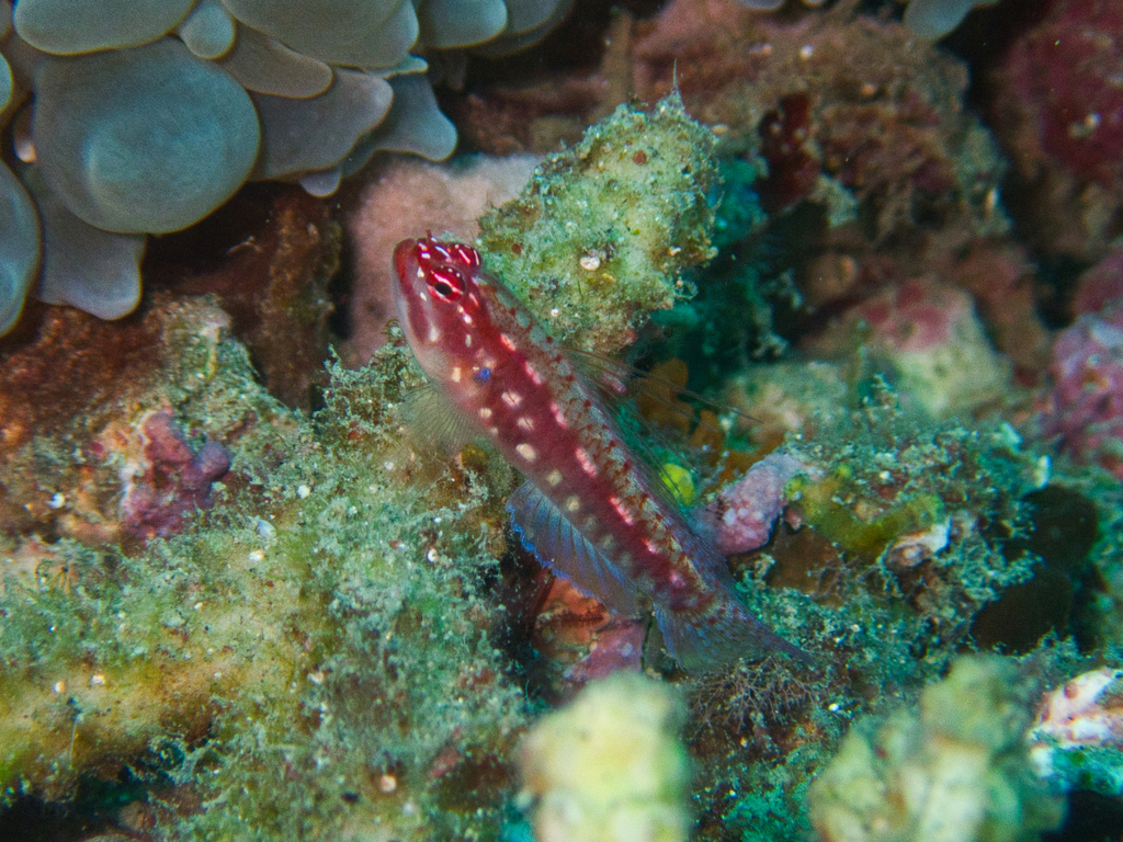 Hairfin Pygmy-Goby