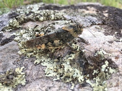 Bryodemella
