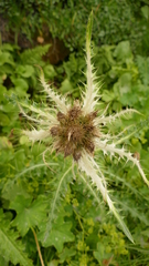 Cirsium spinosissimum