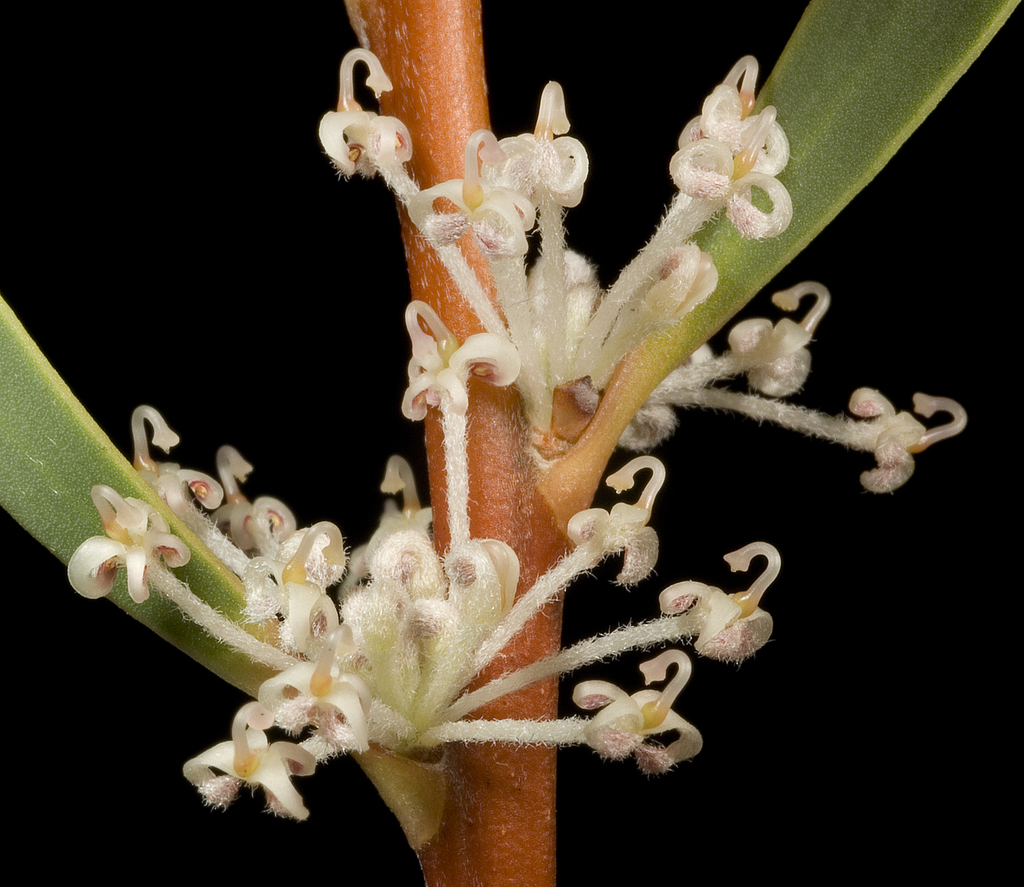 marble hakea