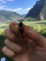 Urocerus gigas