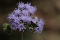 Ageratum houstonianum