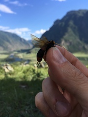 Urocerus gigas