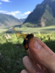 Urocerus gigas