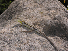 Ophisops elegans schlueteri