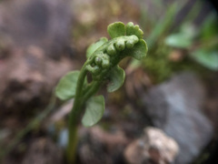 Botrychium crenulatum