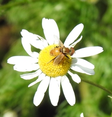 Eliozeta