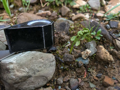 Botrychium crenulatum