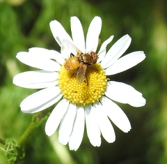 Eliozeta