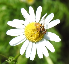 Eliozeta