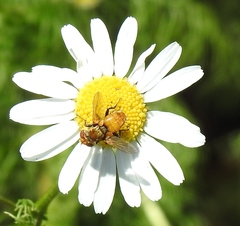 Eliozeta