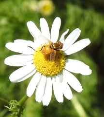 Eliozeta