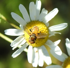 Eliozeta